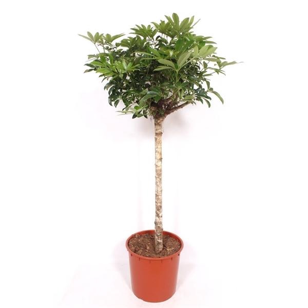 <h4>Schefflera arboricola 'Compacta'</h4>