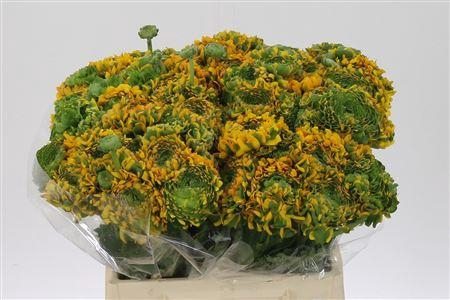 <h4>Ran Pon-pon Merlino</h4>