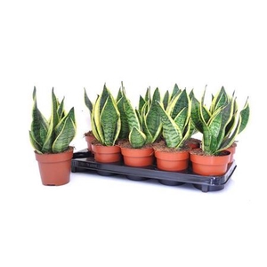Sansevieria trifasciata 'Futura Superba'