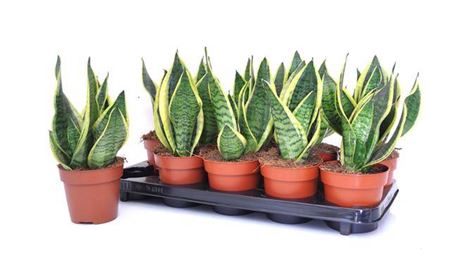 <h4>Sansevieria trifasciata 'Futura Superba'</h4>