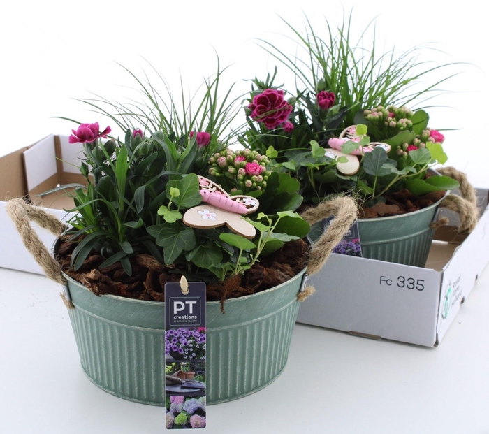 <h4>ARR TUINPLANTEN</h4>