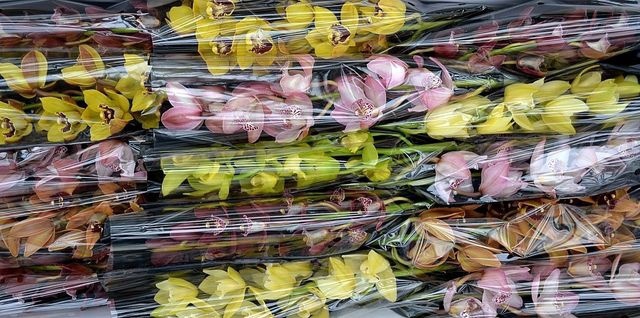 <h4>CYMB MI GEM 50 CM</h4>