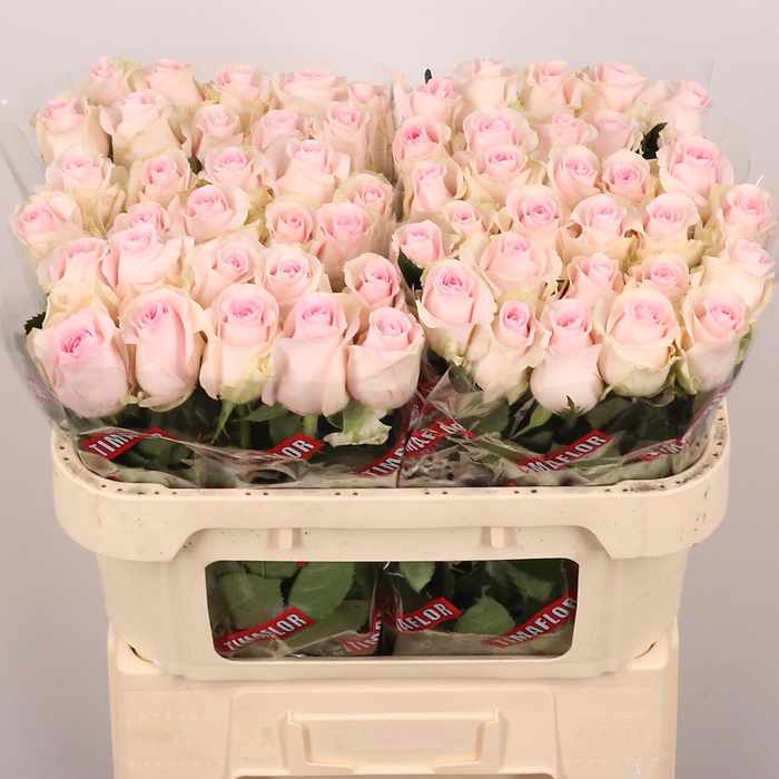 <h4>R GR REVIVAL SWEET</h4>