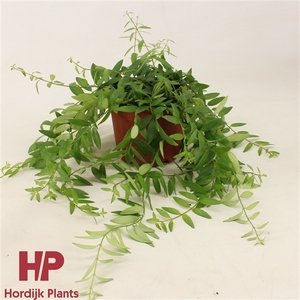 12cm pot - Aeschynanthus Japhrolepis