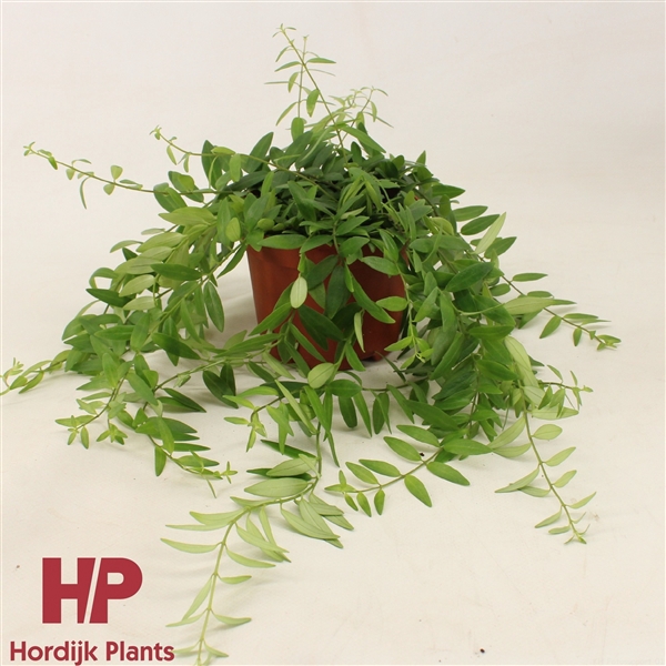 12cm pot - Aeschynanthus Japhrolepis