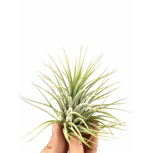 Tillandsia