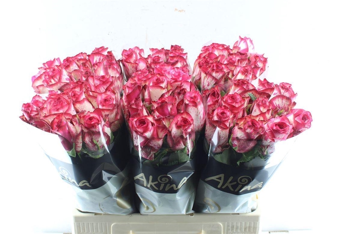 <h4>R Gr Barracuda</h4>