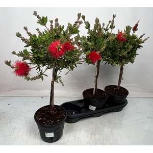 CALLISTEMON CITRINUS