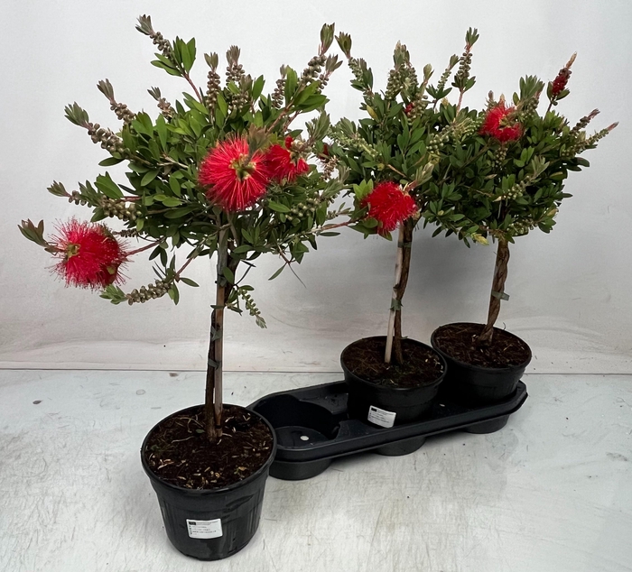 <h4>CALLISTEMON CITRINUS</h4>