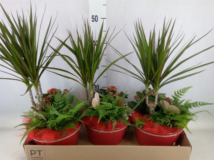 <h4>Arr.   Planten H%</h4>