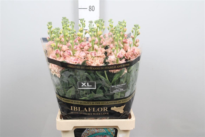 <h4>Matth Iron Apricot</h4>