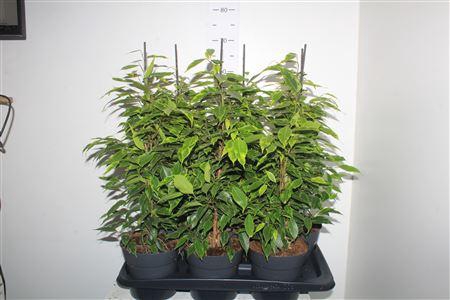 <h4>Fic Be Anastasia</h4>