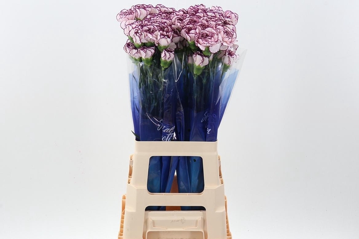 <h4>Di St Damascus Hi</h4>