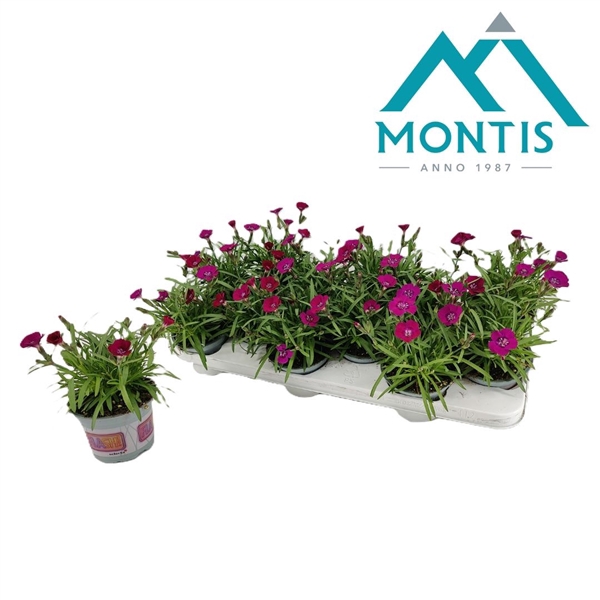 <h4>Dianthus Neon 'Love' 10,5 cm</h4>