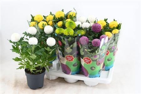 <h4>Chrys Fp Gem</h4>