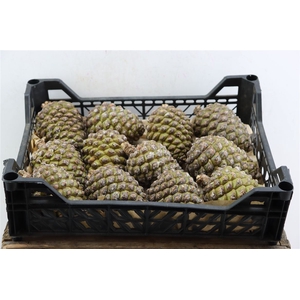 Pinea Groot X12 Crate