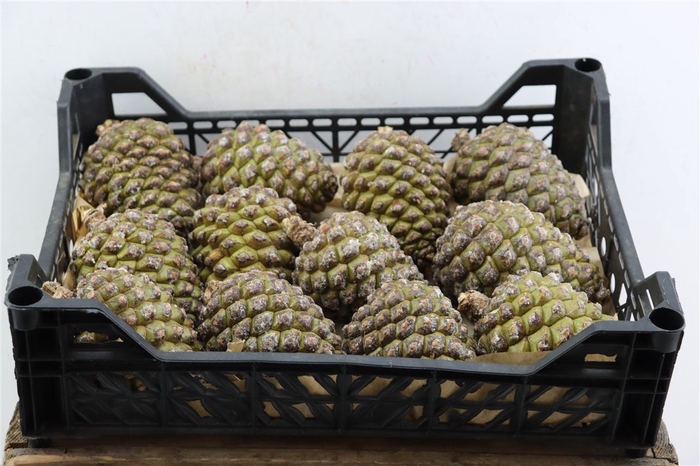 <h4>Pinea Groot X12 Crate</h4>