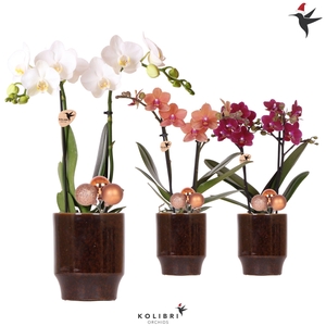 Kolibri Orchids Phalaenopsis mix 2 spike in Classy pot brown