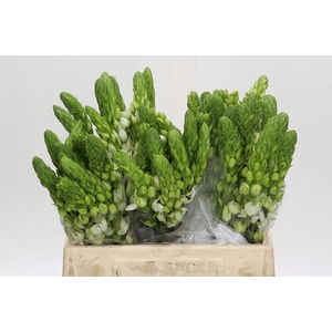 Ornithogalum thyrsoides Milky Way