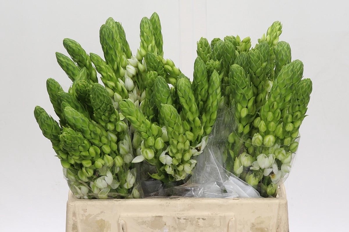 <h4>Ornithogalum thyrsoides Milky Way</h4>