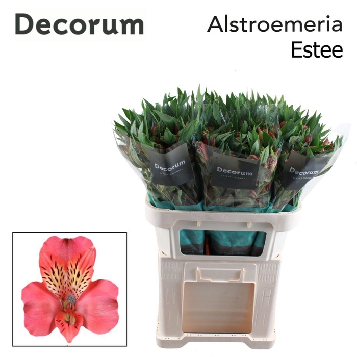 <h4>Alstr Estee Decorum</h4>