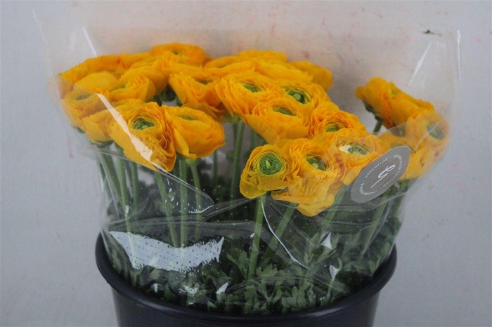 <h4>Ran Cloni Sup Omega</h4>