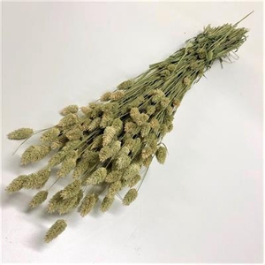 DROOG PHALARIS BS