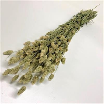 <h4>DROOG PHALARIS P.DS</h4>