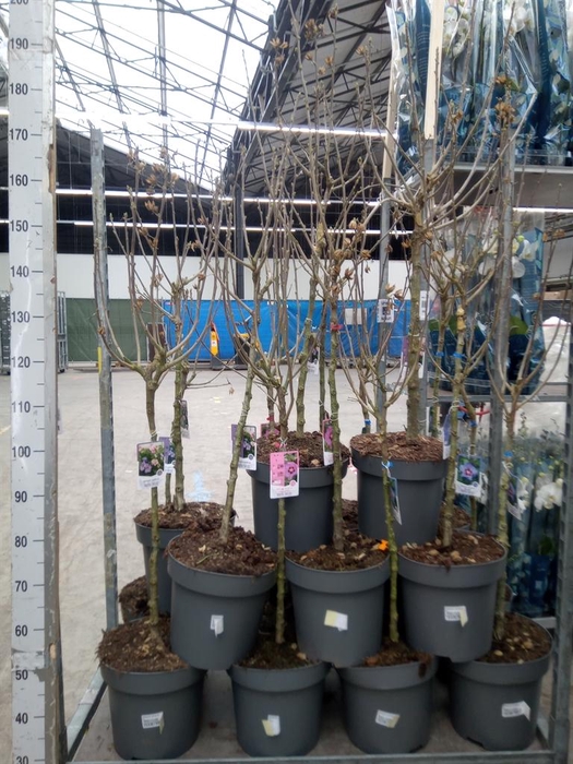 <h4>Hibiscus syriacus</h4>