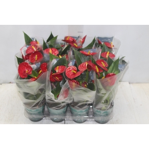 ANTHURIUM RED SUCCESS P09