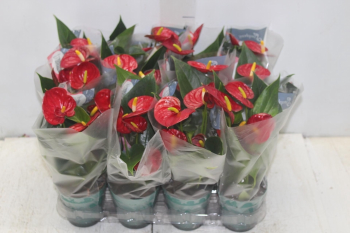 <h4>ANTHURIUM RED SUCCESS P09</h4>