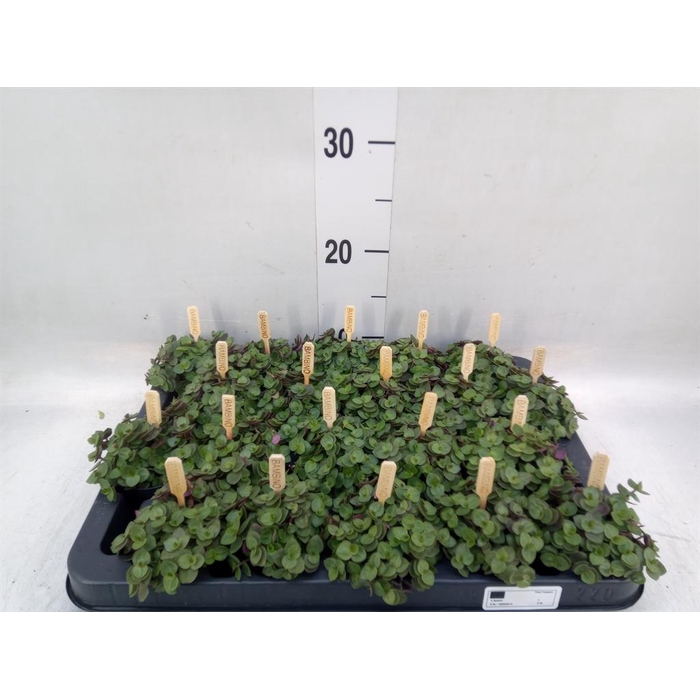 <h4>Callisia repens 'Turtle'</h4>
