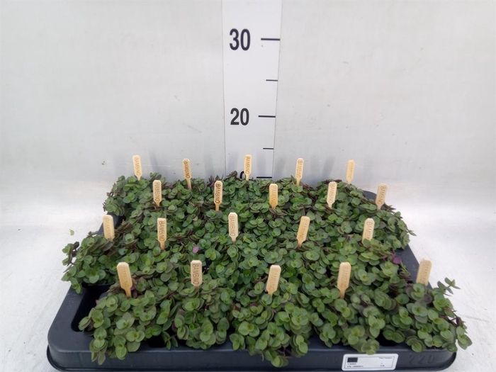 Callisia repens 'Turtle'