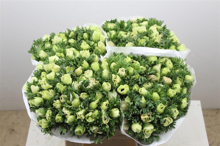 <h4>Anemoon White</h4>