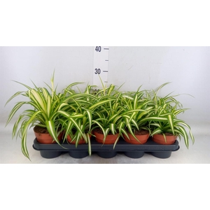 Chlorophytum com. 'Variegatum'