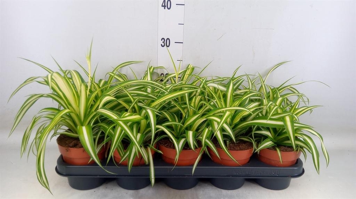 <h4>Chlorophytum com. 'Variegatum'</h4>