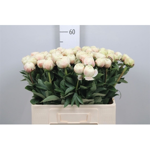 Paeonia Odile