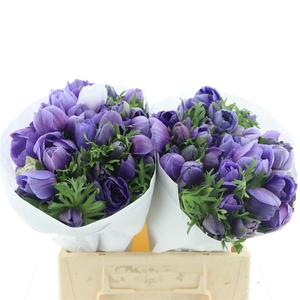 Anem Mistral Blue Super