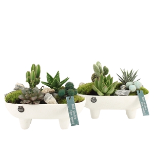 Arrangementen kamerplanten H%