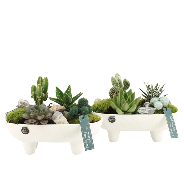 <h4>Arrangementen kamerplanten H%</h4>