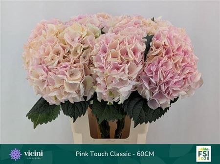 <h4>Hydr M My Pink Touch Cl</h4>
