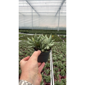 Sansevieria Artistic Fan 9 cm Multi (Decorum)