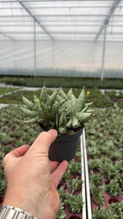 Sansevieria Artistic Fan 9 cm Multi (Decorum)