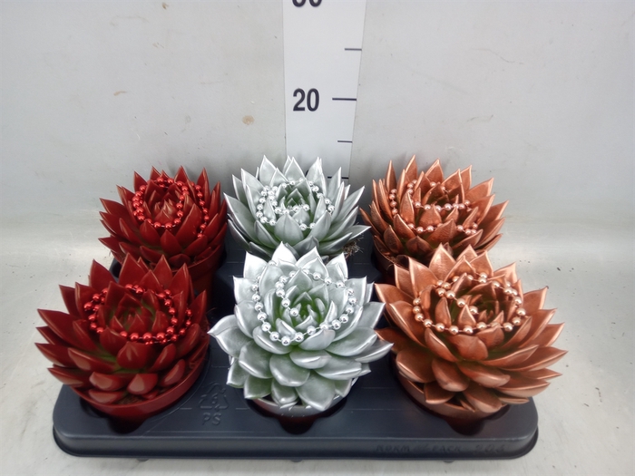 <h4>Echeveria  'Miranda'</h4>