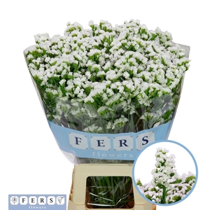 Limonium sinuatum 'White Starligh'