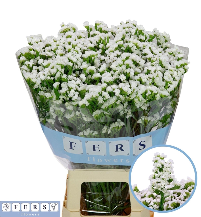 <h4>Limonium sinuatum 'White Starligh'</h4>
