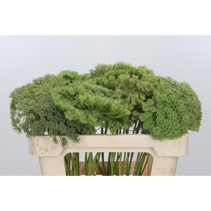 Ammi Visnaga Green Mist