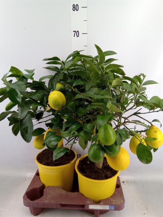 <h4>Citrus meyeri 'Meyer'</h4>