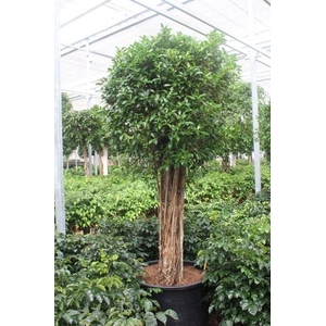 Ficus Nitida