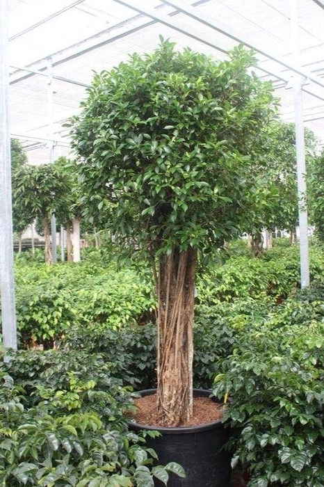 <h4>Ficus Nitida</h4>